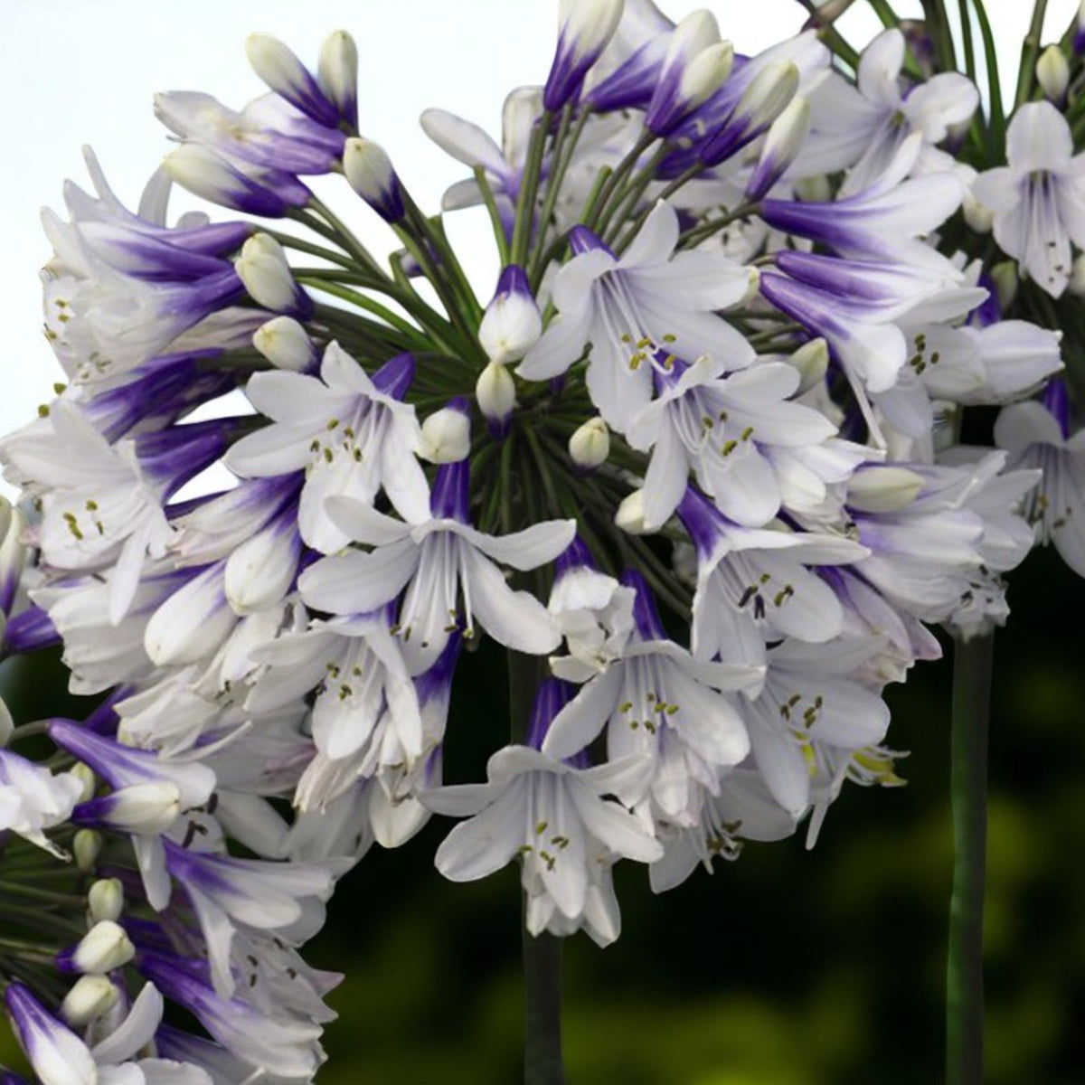 Agapanthus Twister Bare Roots  4