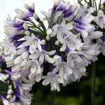 Agapanthus Twister Bare Roots  4