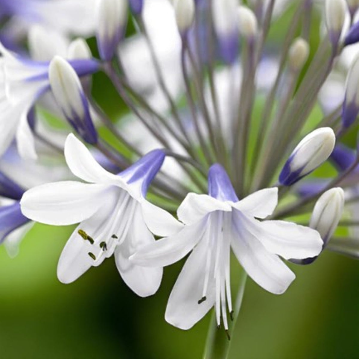 Agapanthus Twister Bare Roots  2
