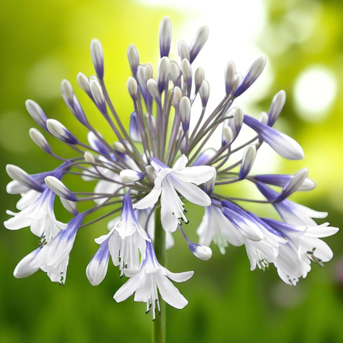 Agapanthus Twister Bare Roots  1