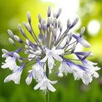 Agapanthus Twister Bare Roots  1