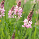 Carbeth Plants UK Native Wildflower Seed Mix  4