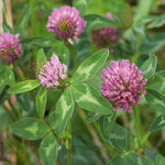 Carbeth Plants UK Native Wildflower Seed Mix  5