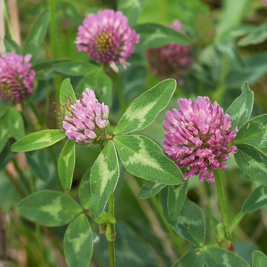 Carbeth Plants UK Native Wildflower Seed Mix  5