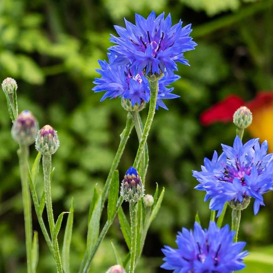 Carbeth Plants UK Native Wildflower Seed Mix  3