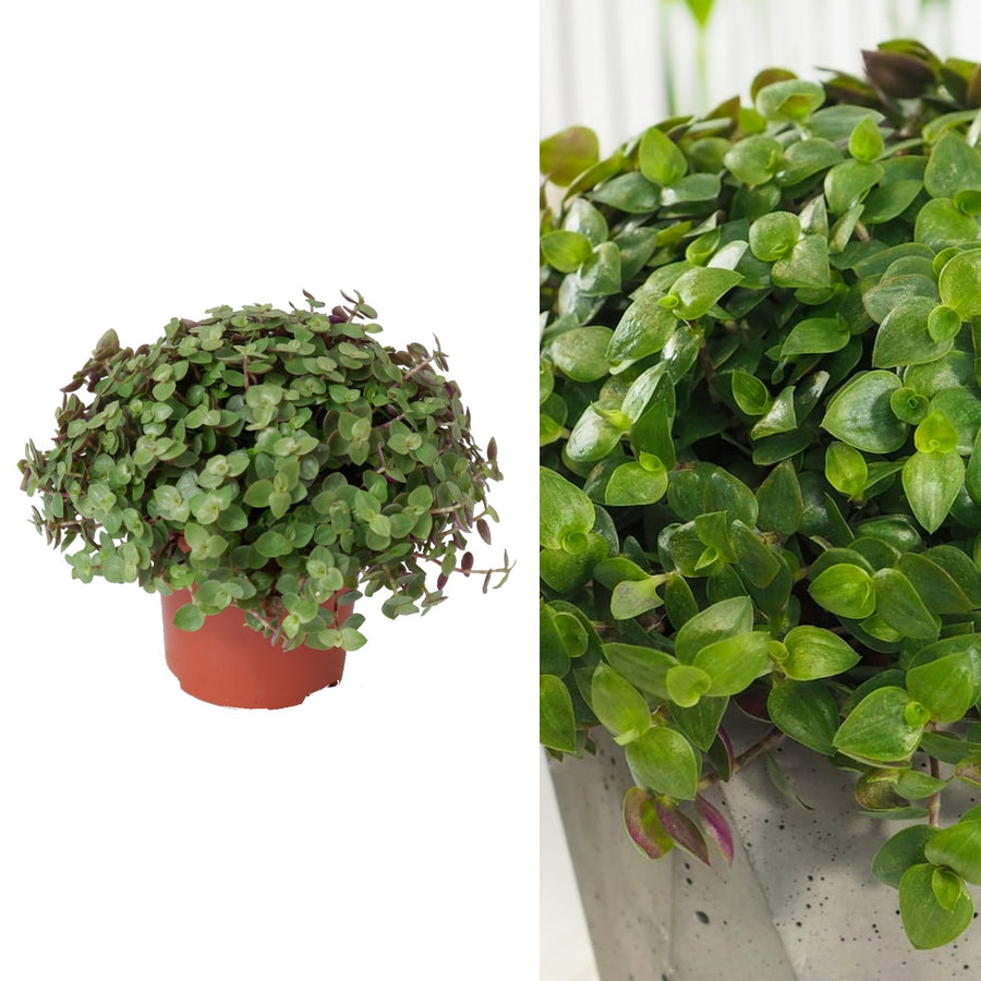 Callisia Repens Turtle Vine Plant Untitled 3