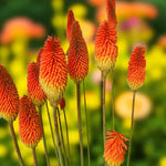 Kniphofia Uvaria Bare Root  1