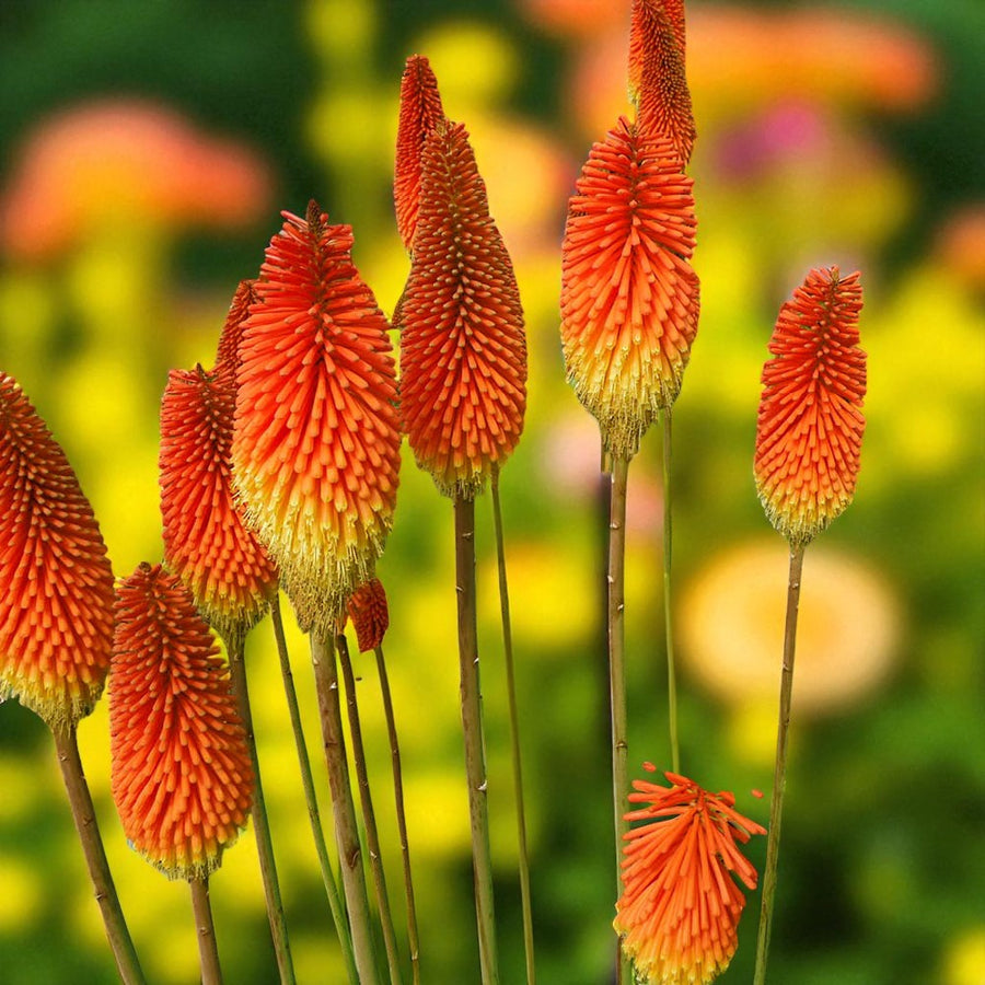 Kniphofia Uvaria Bare Root  1