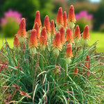 Kniphofia Uvaria Bare Root  3