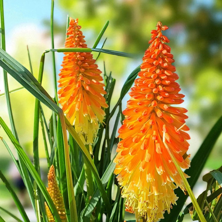 Kniphofia Bare Root Mix  2