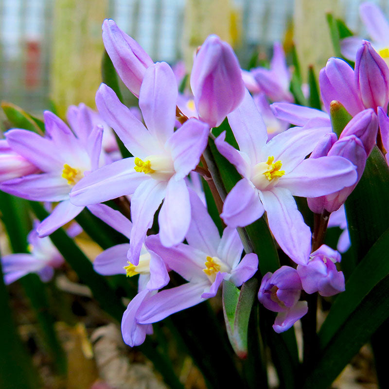 Chionodoxa Rosea - Glory of the Snow 3 x Chionodoxa Rosea - Glory of the Snow image1 1