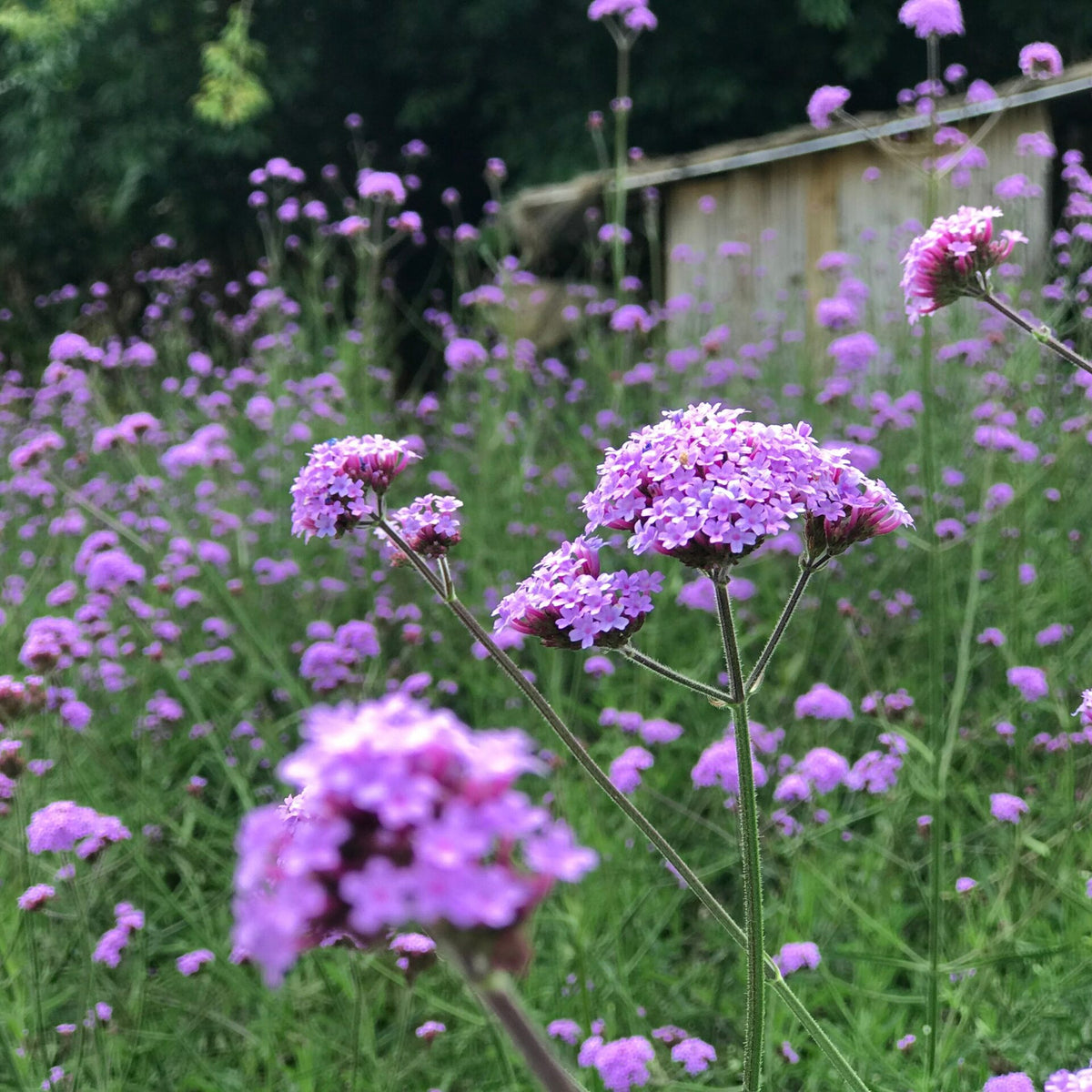 Verbena Bonariensis in 9cm Pot Close up of delicate purple Verbena bonariensis flowers blooming on tall, slender green stems in a wild garden setting with a wooden shed in the background. 1