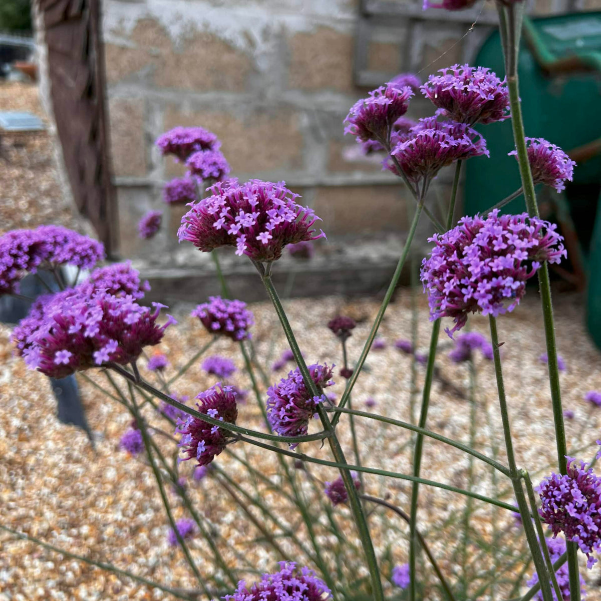 Verbena Bonariensis in 9cm Pot Cluster of purple Verbena bonariensis blooms set against a rustic garden background with stone and gravel surfaces. 2