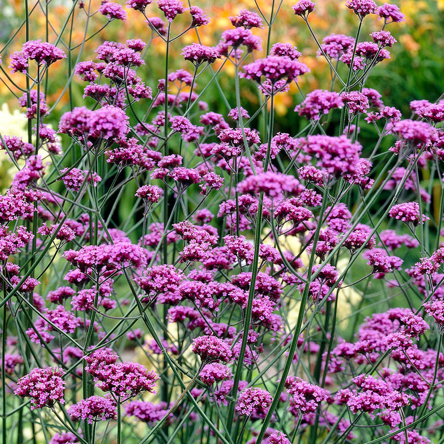 Verbena Bonariensis in 9cm Pot Mass of tall Verbena bonariensis plants with airy, branching stems and dense heads of small violet flowers, backed by blurred orange blooms. 3