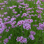 Verbena Bonariensis in 9cm Pot Wide view of a flowering patch of Verbena bonariensis, showcasing its dense, lavender coloured clusters atop thin green stalks swaying above grass. 4