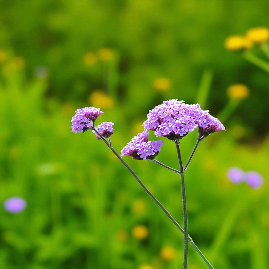 Verbena, Eryngium & Echinacea Bare Root Mix  2