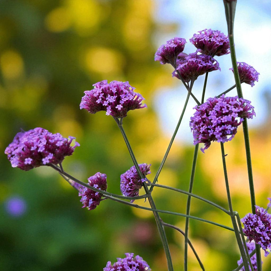 Verbena Bonariensis Bare Root  1