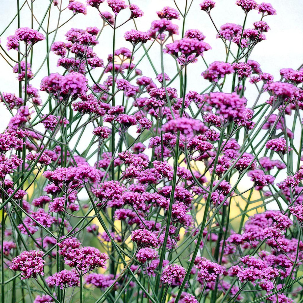 Verbena Bonariensis Bare Root  3
