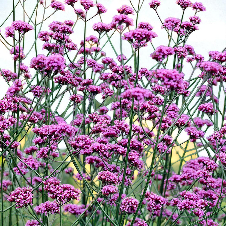 Verbena Bonariensis Bare Root  3