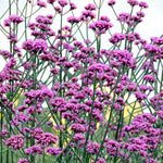 Eryngium, Verbena & Helenium Bare Root Mix  3