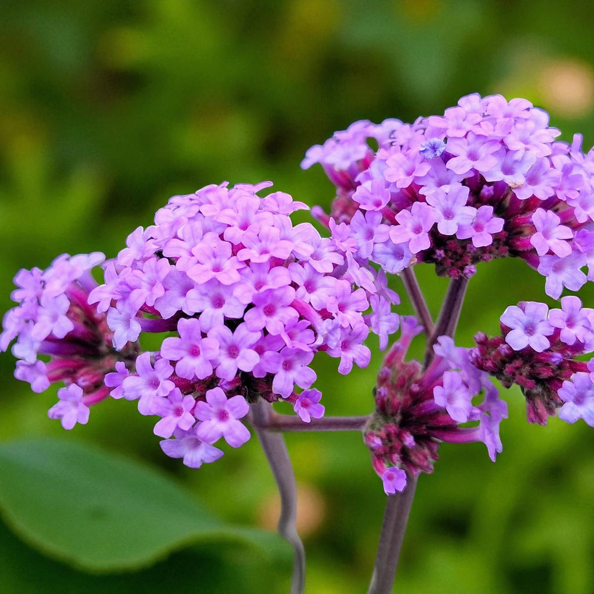 Verbena Bonariensis Bare Root  2