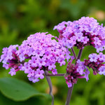 Verbena Bonariensis Bare Root  2