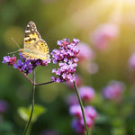 Verbena Lollipop Bare Root  3