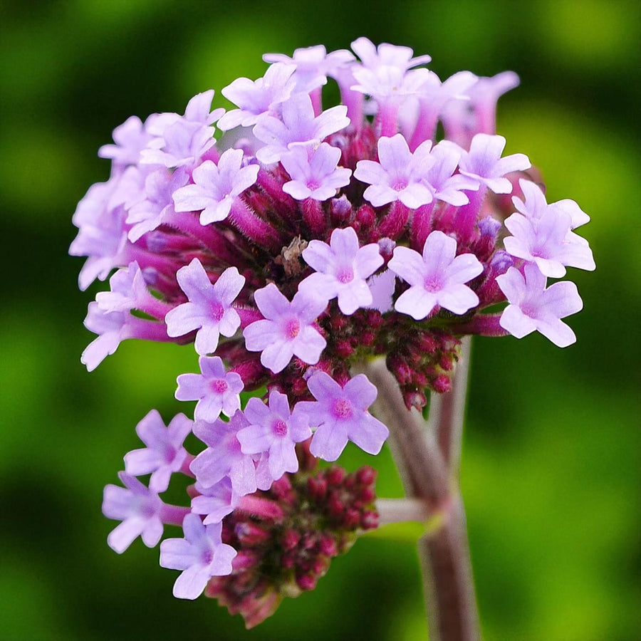 Verbena Lollipop Bare Root  1