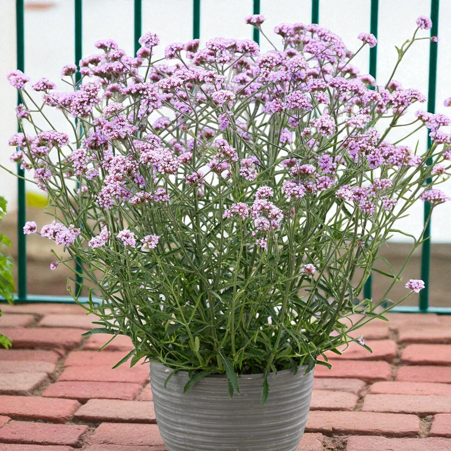 Verbena Lollipop Bare Root  2