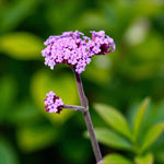 Verbena Lollipop Bare Root  4