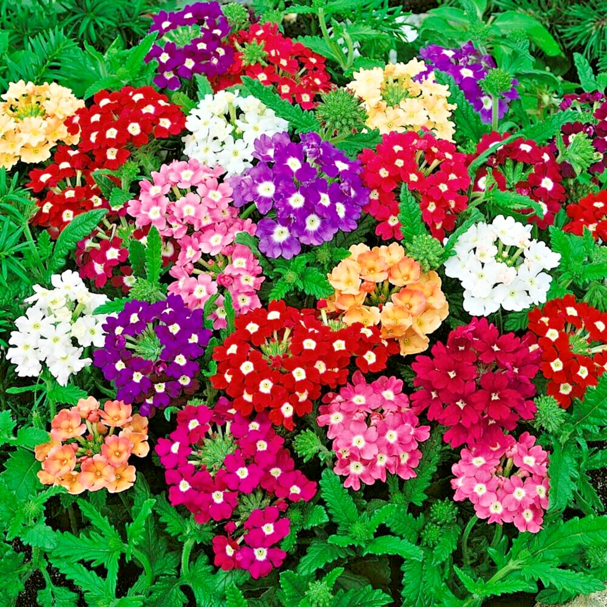 Verbena Bedding Plants 6 Pack verbena bedding plants 6 pack 1 Pack (6 Plants) Mixed Image 1 1
