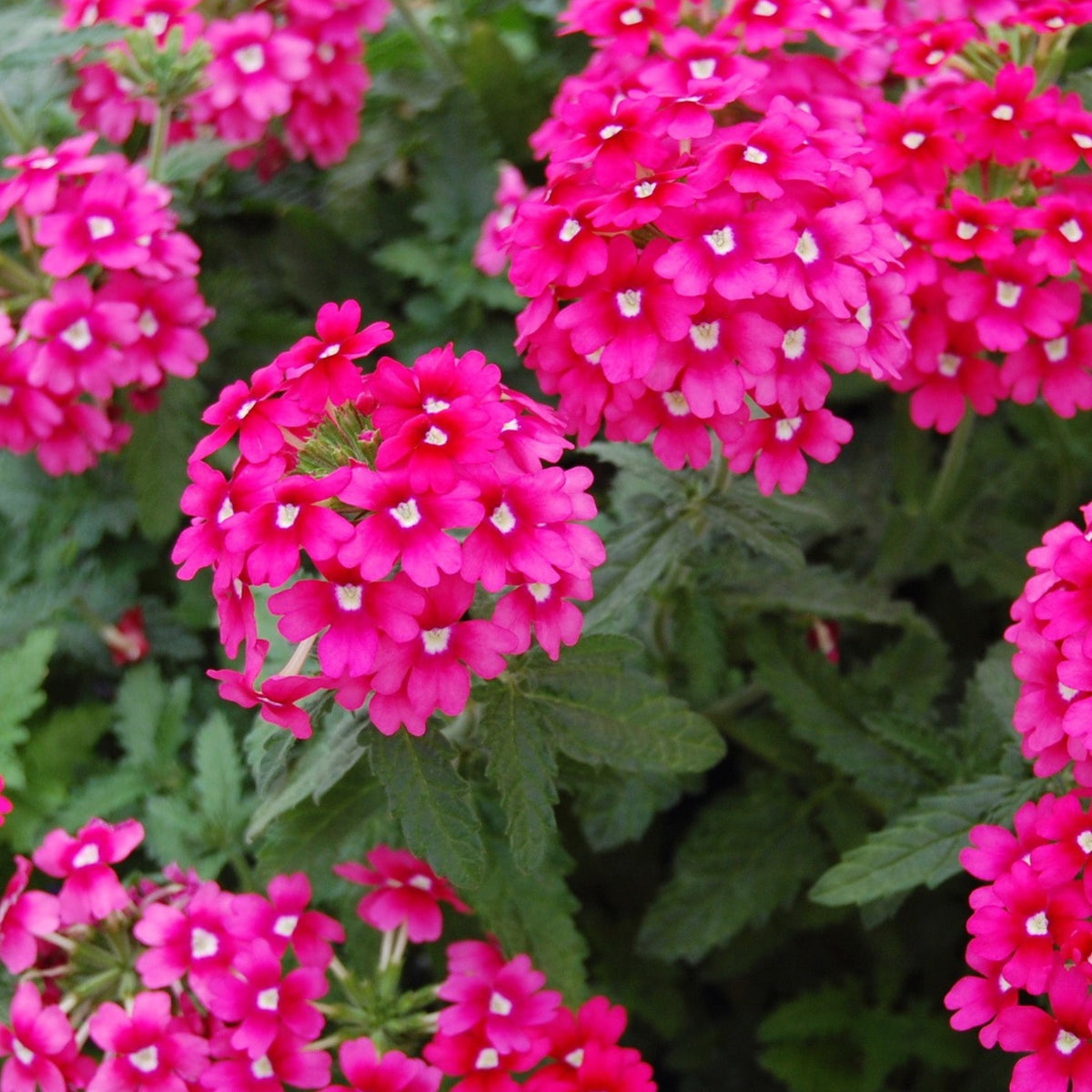 Verbena Bedding Plants 6 Pack verbena bedding plants 6 pack 1 Pack (6 Plants) White Image 4 4