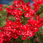 Verbena Bedding Plants 6 Pack Bright scarlet verbena flowers blooming in dense clusters, with fresh green leaves and blurred red blooms in the background. 6