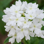 Verbena Bedding Plants 6 Pack verbena bedding plants 6 pack 1 Pack (6 Plants) Blue Image 2 2