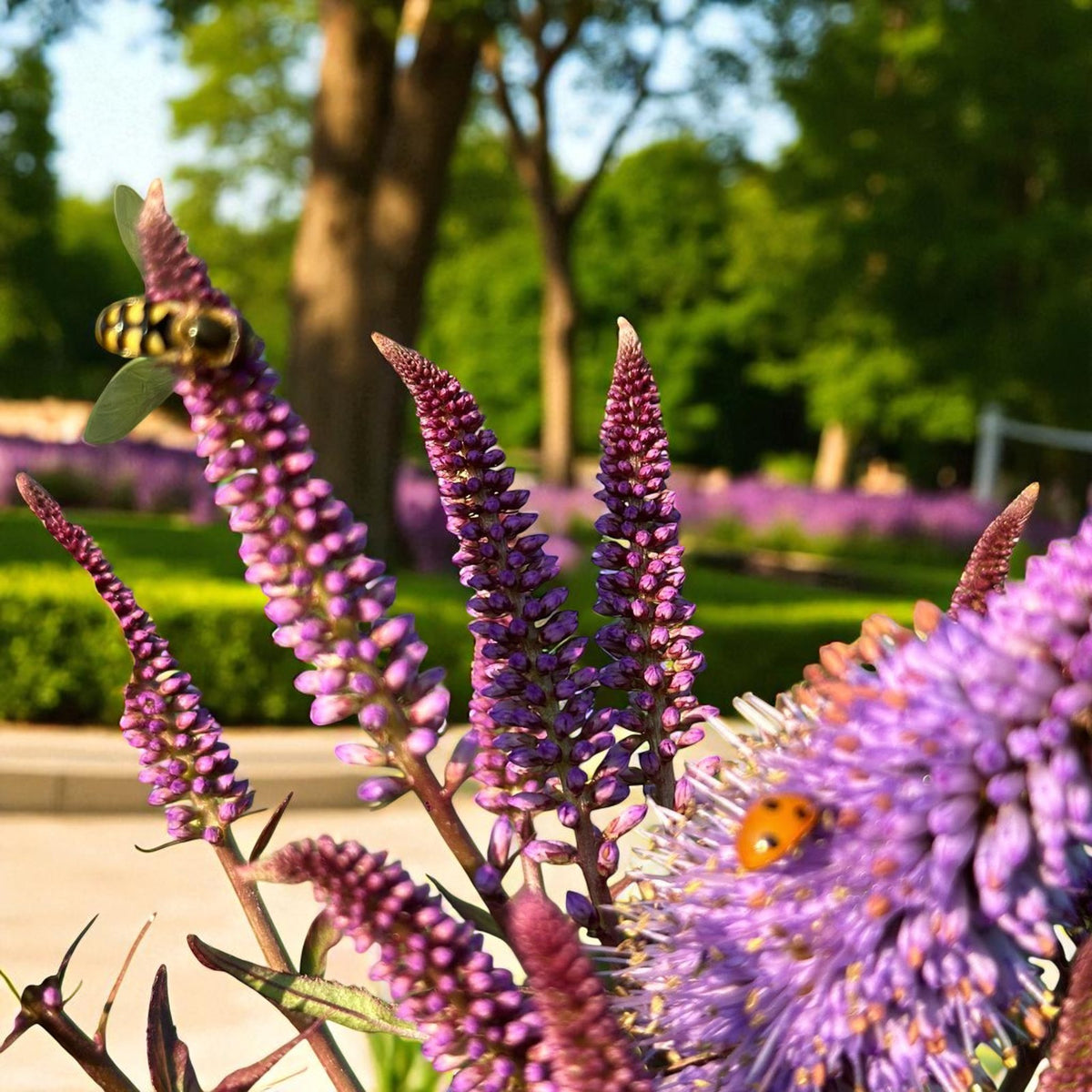 Veronicastrum Red Arrows Bare Root  1