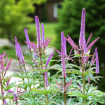 Veronicastrum Red Arrows Bare Root  2
