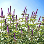 Veronicastrum Red Arrows Bare Root  4