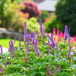 Veronicastrum Red Arrows Bare Root  3