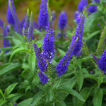 Veronica Blauriesin Bare Root  2