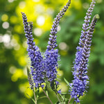 Veronica Blauriesin Bare Root  3