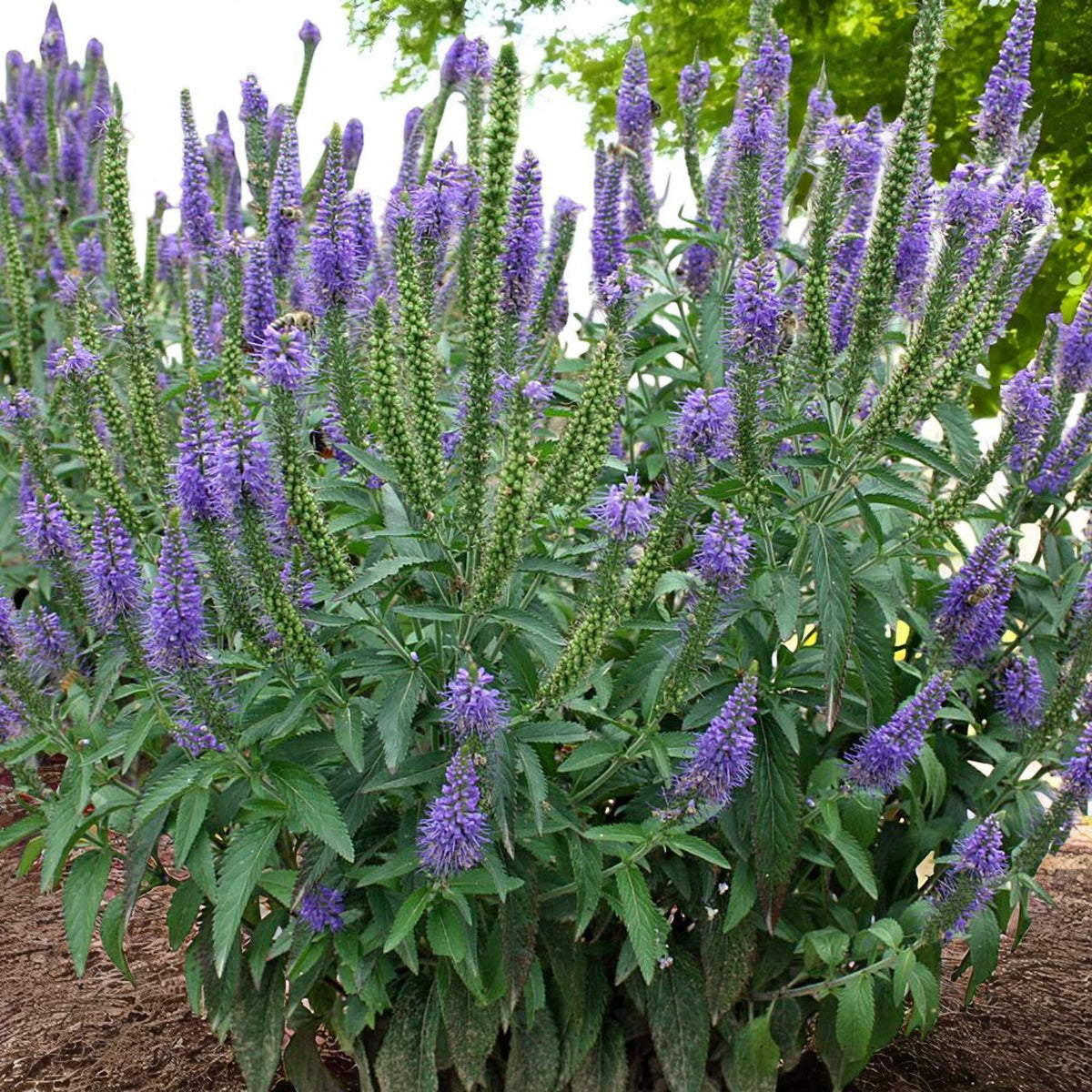 Veronica Blauriesin Bare Root  4