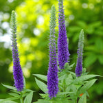 Veronica Blauriesin Bare Root  1