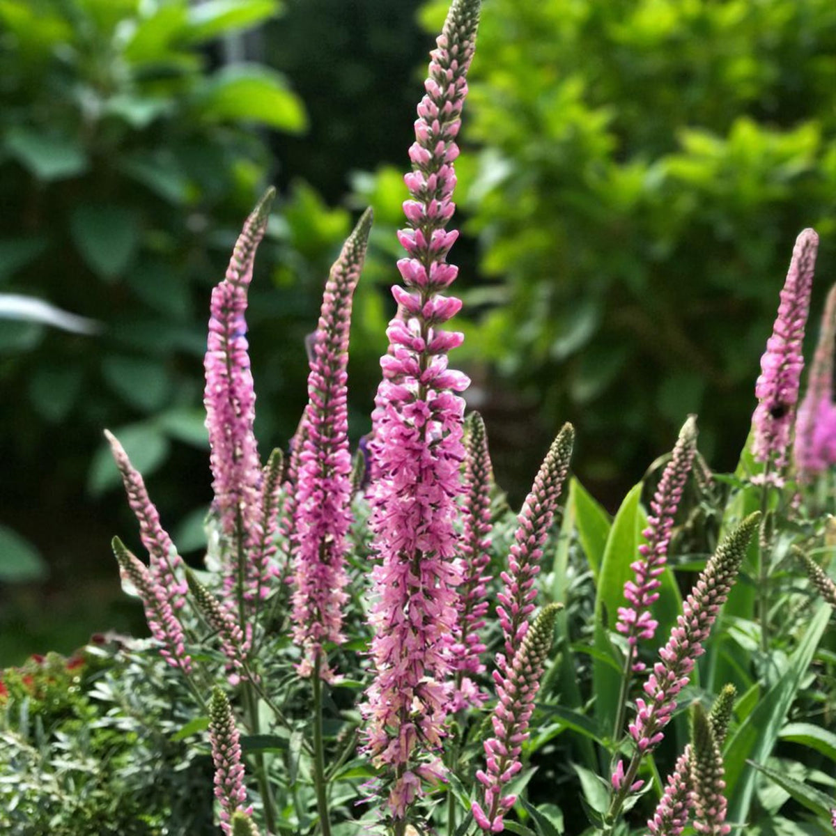 Veronica Pink Damask Bare Root  3