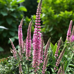 Veronica Pink Damask Bare Root  3