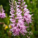 Veronica Pink Damask Bare Root  4