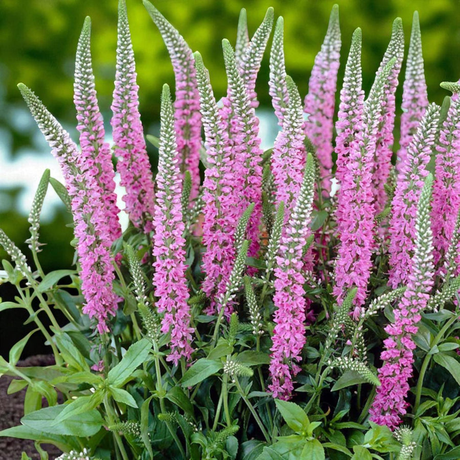 Veronica Pink Damask Bare Root  2