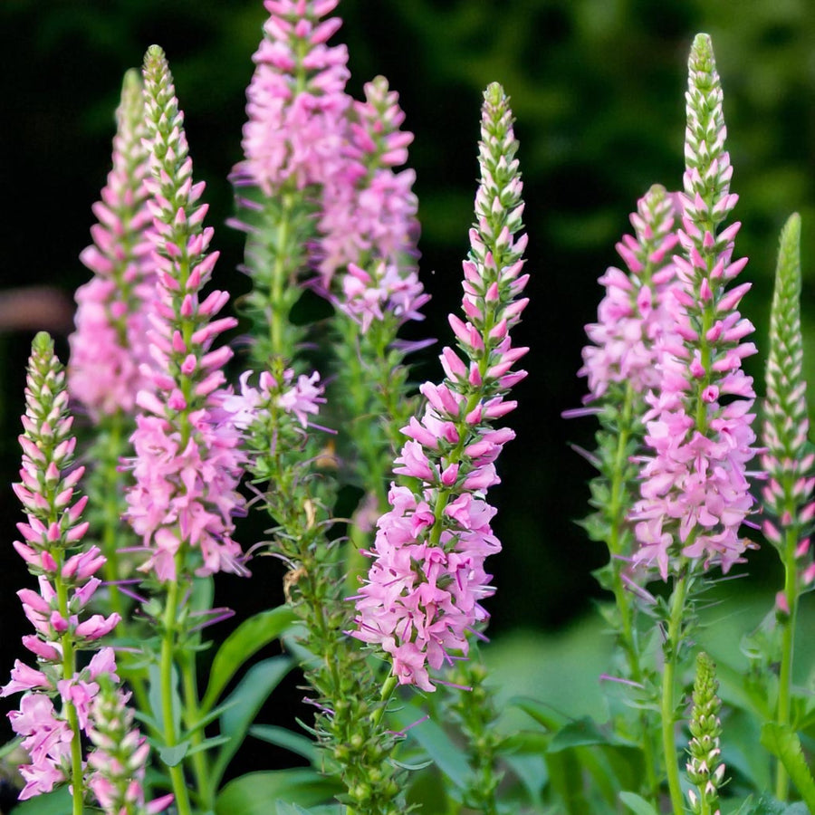 Veronica Pink Damask Bare Root  1