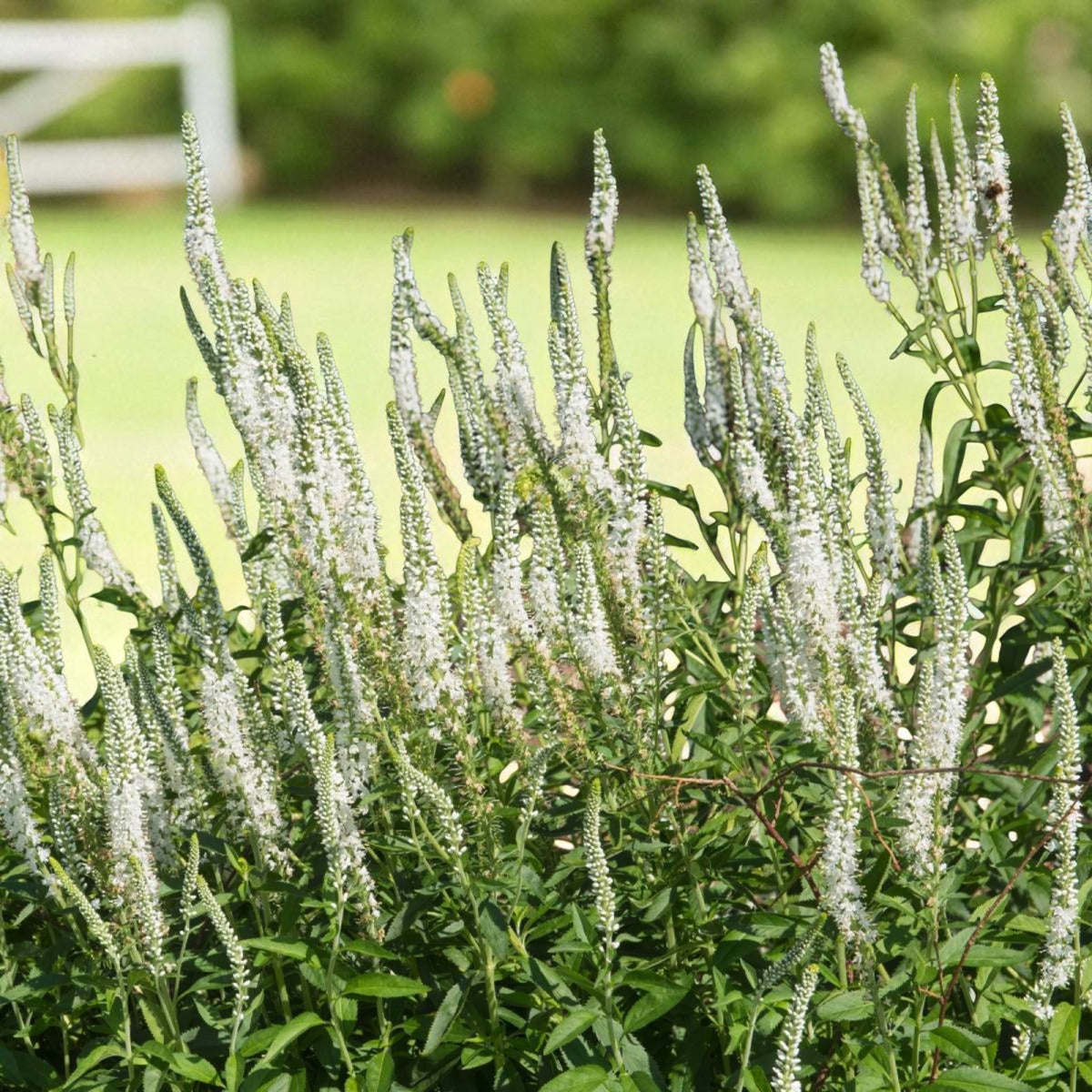 Veronica Schneeriesin Bare Root  3