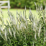 Veronica Schneeriesin Bare Root  3