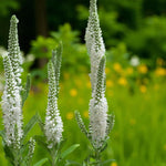 Veronica Schneeriesin Bare Root  4